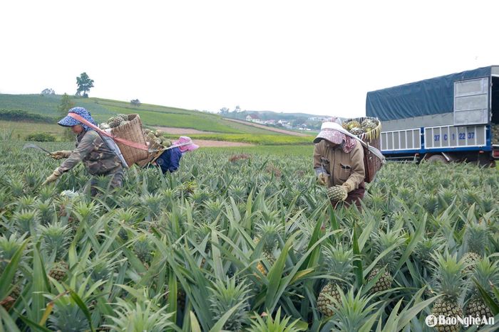 Nhờ áp dụng các biện pháp kỹ thuật nên nhiều diện tích dứa của người dân ra quả trái vụ, cho thu hoạch rải rác từ sau Tết Nguyên đán đến nay. Ảnh: T.P