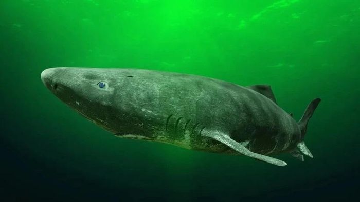 Cá mập Greenland là loài sống rất thọ. Nguồn: Yahoo News
