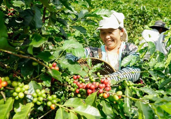 Cà phê được đưa vào trồng, khai thác tập trung ở huyện Mường Ảng, Tuần Giáo. Ảnh: Phạm Trung