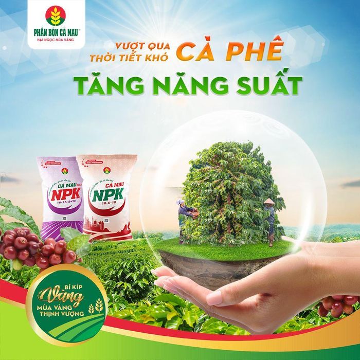 Cẩm nang “Bí kíp Vàng” dành cho cây cà phê
