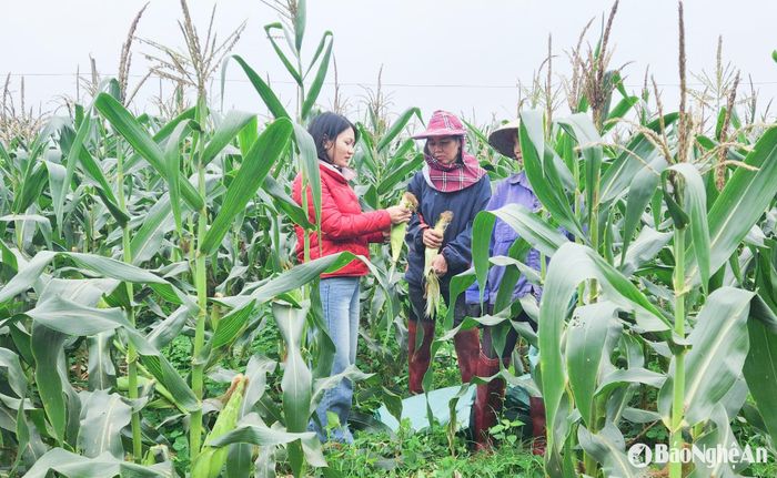 Cán bộ xã Thượng Tân Lộc cùng bà con trao đổi về việc mở rộng diện tích trồng ngô ngọt liên kết. Ảnh: T.P