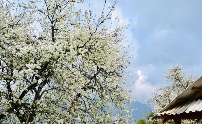 Nét đẹp cuộc sống thường nhật hòa cùng sắc hoa, mây trời đã tạo ra một bức tranh đẹp kỳ diệu cho bản làng nơi đây. 