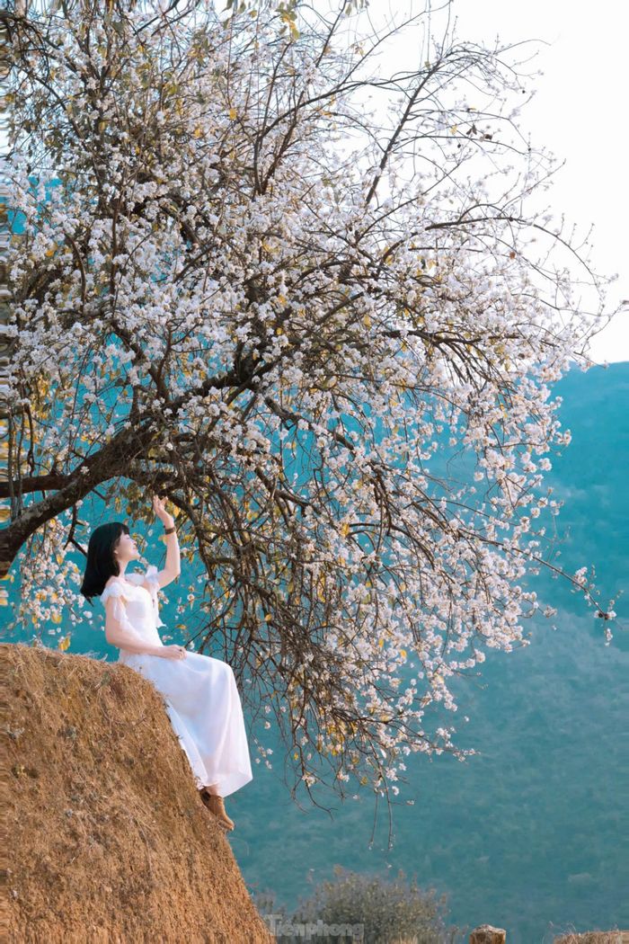 "Tôi đã có 3 ngày đi săn hoa ấn tượng ở bản Nậm Nghiệp. Ánh hoàng hôn lấp ló bên nếp nhà với những cây hoa sơn tra nở trắng tinh, những phút giây tuyệt vời ấy tôi còn nhớ mãi..." bạn Lê Hà đến từ Hà Nội chia sẻ.