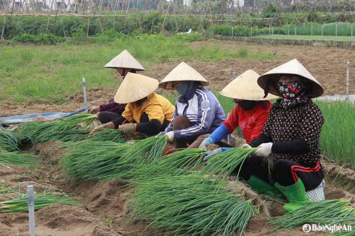 Bà con nông dân xã Minh Lương (Quỳnh lưu) thu hoạch hành hoa. Ảnh: Xuân Hoàng