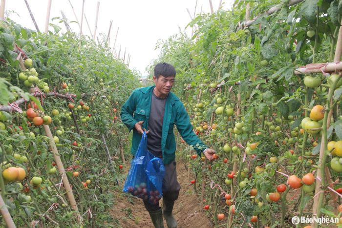 Cà chua năm nay được mùa, bà con trồng chủ yếu là giống cà chua Nông Hựu. Ảnh: Quang An