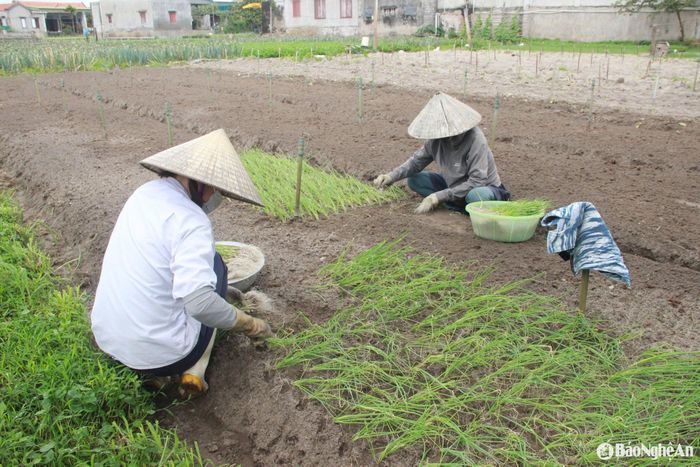 Thu hoạch hết đến đâu, bà con quay sang làm đất trồng lại đến đó, vì thế thời điểm nào vùng bãi ngang Quỳnh Lưu cũng có rau bán ra thị trường. Ảnh: Quang An