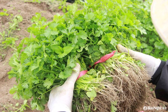 Rau mùi hiện có giá 10.000 đồng/kg. Ảnh: Quang An