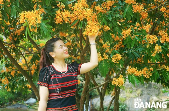 Hoa rì rừng gắn liền với đời sống của người đồng bào Cơ tu. Hình ảnh loài hoa được bà con đưa vào trang phục thổ cẩm truyền thống, xuất hiện trong những dịp lễ quan trọng... 