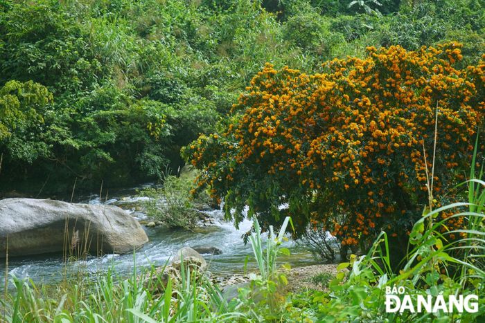 Cây hoa rì rừng có tán rộng ngả về phía lòng suối, cành chi chít lá dài mọc đối, từ đó bung ra hàng nghìn bông hoa nở theo chùm trải đều khắp tán cây, tạo nên một bó hoa khổng lồ nổi bật giữa núi rừng. 