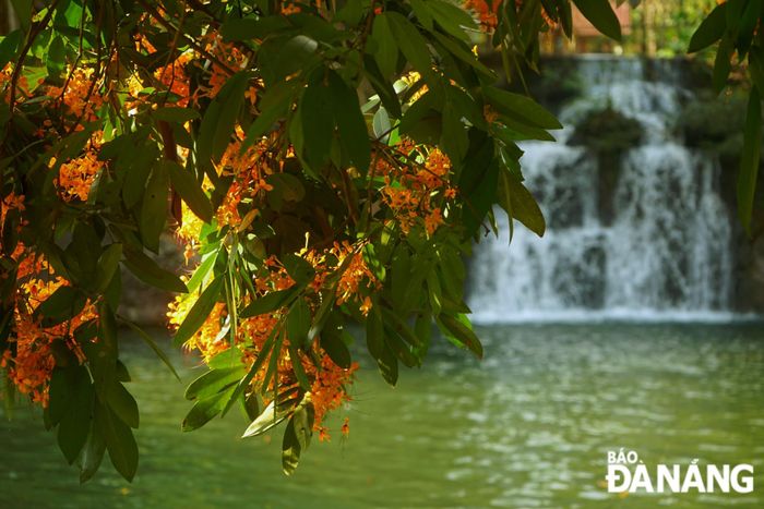 Hoa rì rừng nở rộ ven suối tạo nên hình ảnh "suối hoa" thơ mộng. 