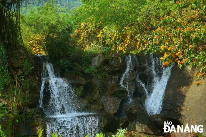 Hoa rì rừng tô điểm cho bức tranh thiên nhiên của Hòa Phú - điểm đến hấp dẫn của du khách tại vùng núi rừng phía tây thành phố Đà Nẵng.