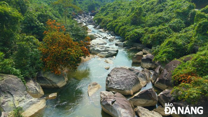 Hoa rì rừng nở mỗi năm một lần, vào dịp cuối xuân từ tháng 3 đến giữa tháng 4 Dương lịch. Tại các địa phương vùng cao của Đà Nẵng và Quảng Nam, cây hoa rì rừng thường mọc đơn lẻ hoặc theo cụm 2-3 cây bên bờ suối, gần những tảng đá lớn. 