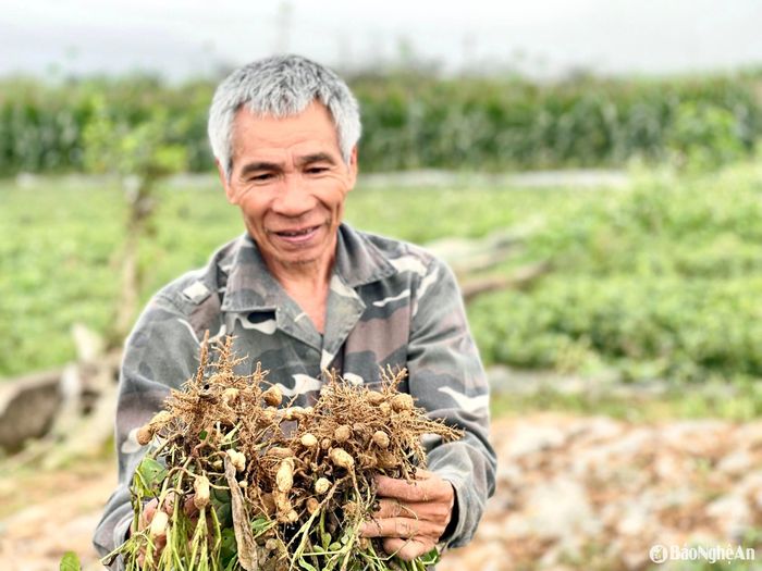 Năm nay do gặp rét giai đoạn ra hoa, lạc rất ít đậu củ chắc. Ảnh: Phú Hương