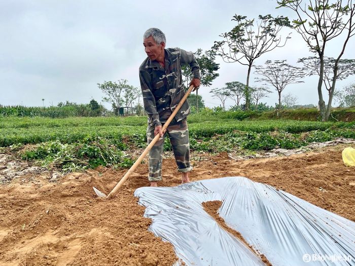 Bà con làm đất chuẩn bị trồng dưa hấu sớm. Ảnh: Phú Hương