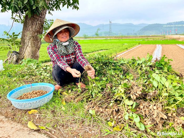 Bà con đưa lạc lên bán cho khách dọc đường nhưng rất ít khách mua. Ảnh: Phú Hương