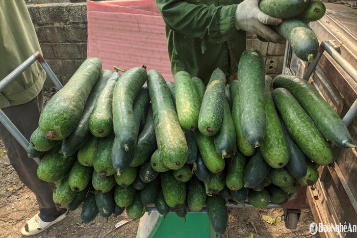 Giá bí hiện đang ở mức 16.000-18.000 đồng/kg, thậm chí bí đẹp lên đến 20.000 đồng/kg. Ảnh: T.P