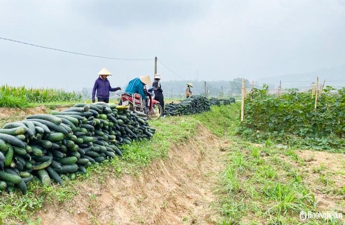 Nông dân Nam Đàn phấn khởi thu hoạch bí Đông Xuân. Ảnh: T.P