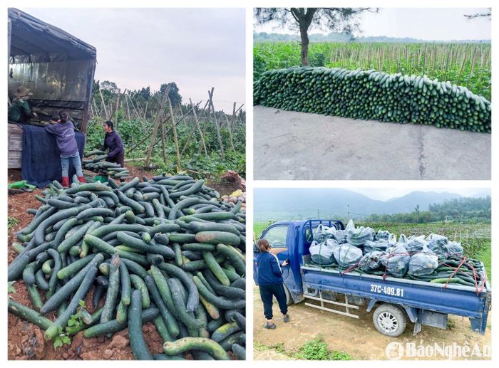 Thương lái thu mua bí tại ruộng với giá cao, bà con thu hoạch đến đâu bán hết sạch đến đó. Ảnh: T.P
