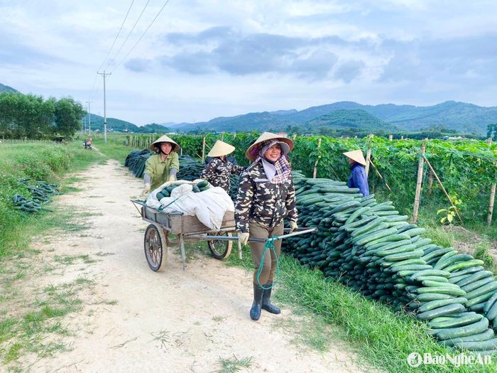 Người dân phấn khởi bí được mùa, được giá. Ảnh: T.P
