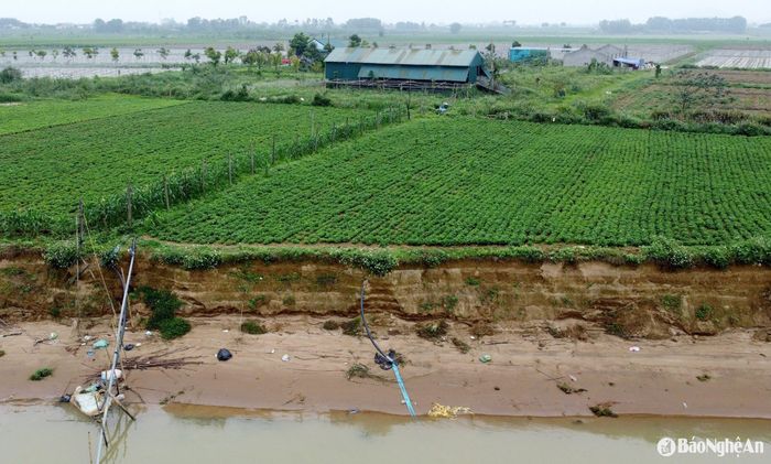 Các điểm sạt lở bờ sông ngày càng lấn sâu vào những cánh đồng màu, khả năng nuốt chửng cây trồng của người dân hiện hữu. Ảnh: Quang An