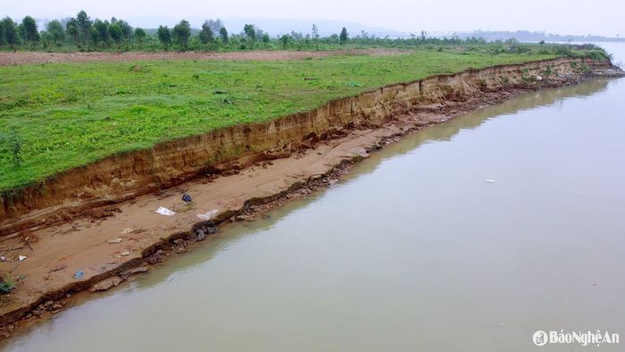 Xã Long Xá, huyện Hưng Nguyên là địa phương có tình trạng sạt lở bờ sông Lam nặng nhất. Chính quyền địa phương cho biết, khu vực sạt lở có chiều dài gần 1km, vào sâu khoảng 30 mét so với trước đây. Diện tích đất bãi bồi đã bị mất hàng chục héc ta trong 5 năm qua. Ảnh: Quang An