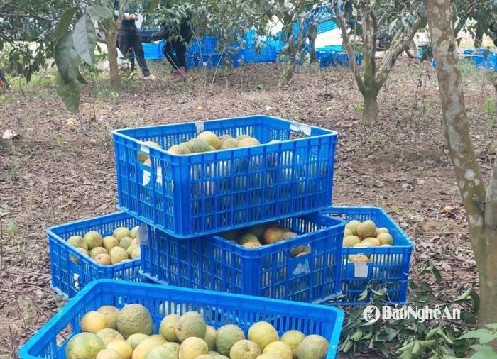 Quýt PQ sạch vì người trồng không sử dụng hóa chất trong quá trình chăm sóc. Ảnh: Văn Trường