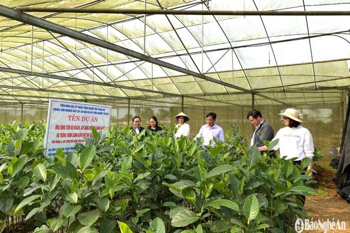 Vườn ươm giống mít dai địa phương tại huyện Nghĩa Đàn. Ảnh: CSCC
