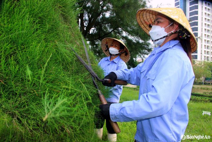 Công nhân cây xanh cắt tỉa cây, tạo cảnh quan chào đón mùa du lịch Cửa Lò. Ảnh: Quang An