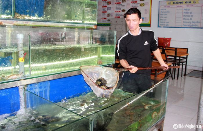 Các nhà hàng đã bắt đầu chuẩn bị nguồn thực phẩm cho mùa du lịch. Ảnh: Quang An