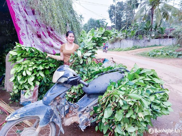 Chè khan hiếm nên các thương lái cũng rất khó thu mua. Ảnh: T.P