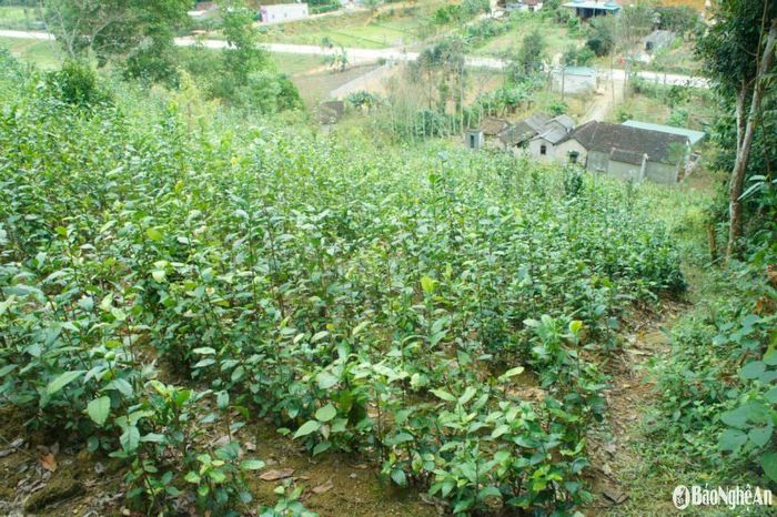 Nhiều vùng trồng chè xanh cắt cành trong tỉnh cũng mất mùa, cây chè kém phát triển. Ảnh: T.P