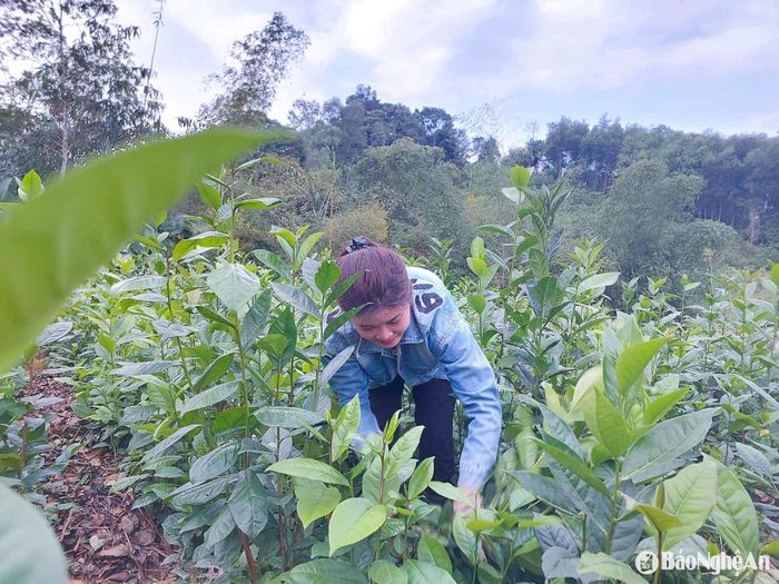 Nếu như năm ngoái, mỗi ngày, chị Giang cung ứng ra thị trường cả trăm bó chè thì năm nay, đến thời điểm này, trên các vườn đồi, chè chưa kịp đâm chồi, vươn cành. Ảnh: T.P