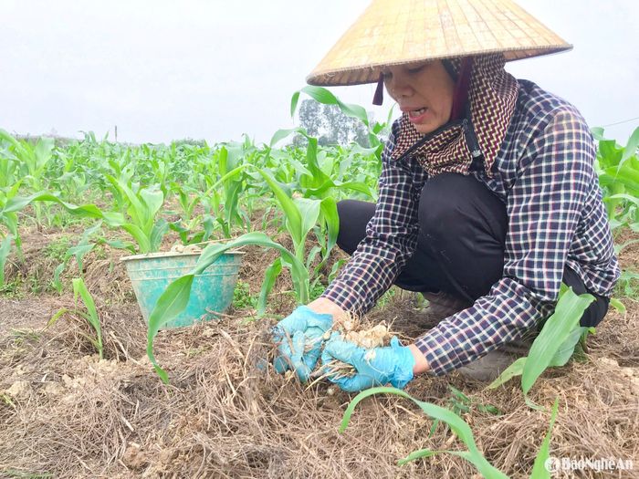Hầu hết, đất trồng hành là đất pha cát, trộn trấu, phân hữu cơ và phủ lá thông nên tơi xốp, khi thu hoạch dùng tay nhổ từng bụi hành, giũ nhẹ lấy củ hoặc dùng chiếc bai nhỏ bới hành lên. Ảnh: T.P