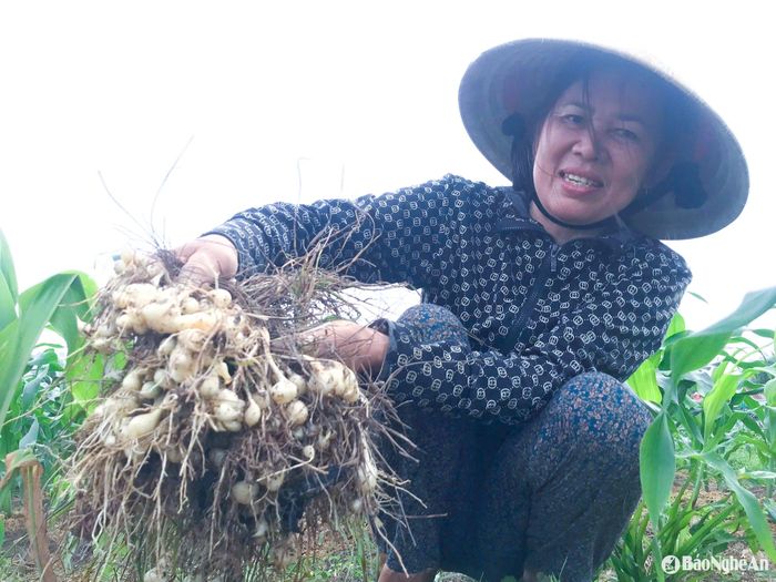 Năm nay, hành tăm được mùa, năng suất ước đạt 10-11 tấn/ha, cao hơn các năm trước khoảng 2 tấn/ha. Ảnh: T.P