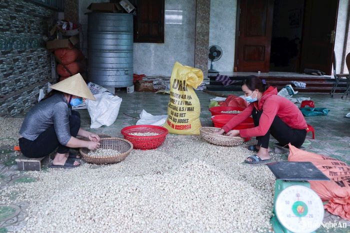 Mặc dù giá hành tăm thất thường, có năm lên đến 50.000-70.000 đồng/kg nhưng có năm xuống thấp chỉ khoảng 20.000 đồng – 30.000 đồng/kg. Dù vậy, so với trồng lúa, lạc thì hành tăm vẫn mang lại hiệu quả kinh tế cao hơn. Ảnh: T.P