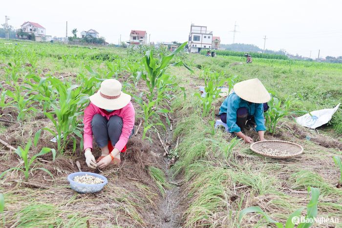 Theo thống kê của Phòng Nông nghiệp huyện Nghi Lộc, trên địa bàn có gần 300 ha hành tăm. Trong đó, Nghi Lâm là địa phương có diện tích hành lớn nhất với khoảng 85ha, tiếp theo đó là Nghi Thuận với 80ha... Hiện hành tăm tại Nghi Thuận, Nghi Lâm đã đạt chứng nhận OCOP 3 sao, sản xuất theo tiêu chuẩn VietGAP. Ảnh: T.P