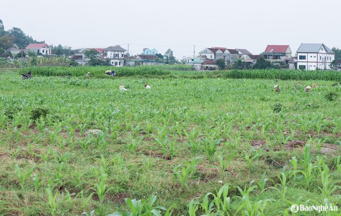 Trên cánh đồng, người dân hối hả thu hoạch hành củ để nhập cho thương lái. Bởi nếu thu hoạch không kịp, củ hành quá già sẽ trồi lên khỏi mặt đất, đổi màu và kém chất lượng. Ảnh: T.P
