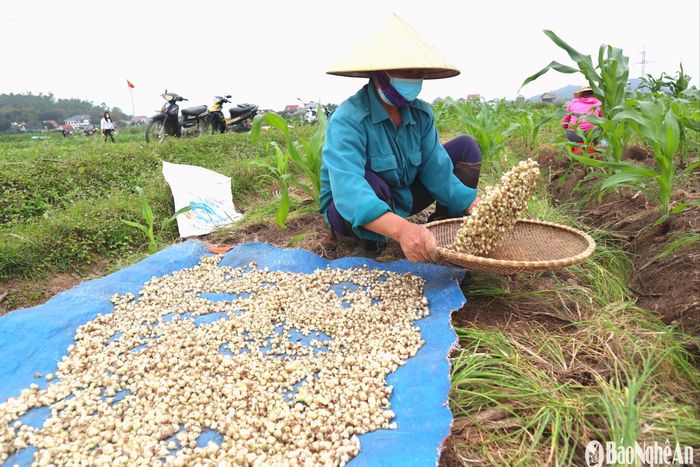 Tuy nhiên, việc trồng, chăm sóc hành khá công phu. Đặc biệt, giai đoạn thu hoạch củ mất thời gian nhiều đòi hỏi sự kiên nhẫn, chịu khó. Mỗi người, 1 ngày nếu chăm chỉ, cần cù chỉ bới được khoảng 20kg hành. Mỗi sào hành, nếu chỉ 1 người thì mất đến 15 ngày mới thu hoạch xong. Ảnh: T.P