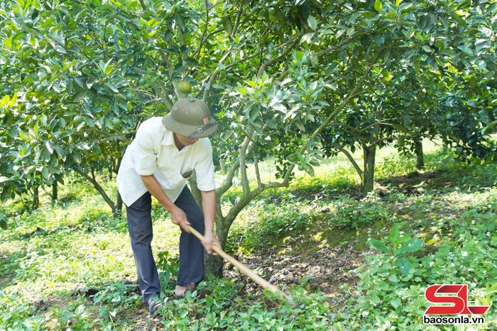 Thành viên HTX dịch vụ nông nghiệp Phú Thịnh chăm sóc cây bưởi da xanh.