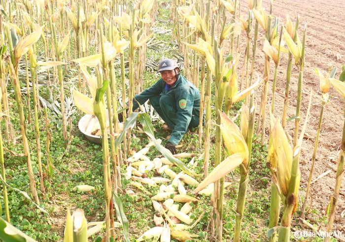 Mùa thu hoạch ngô, các hộ dân sẽ căn cứ vào tình hình thời tiết để quyết định thu hoạch từng thửa hay đồng loạt, miễn sao vừa phơi được ngô, vừa làm được đất để gieo trồng kịp thời... Ảnh: Huy Thư