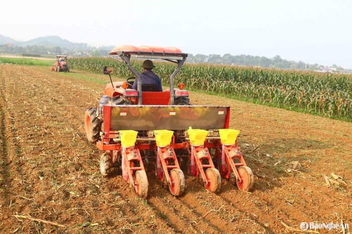 Trên các bãi ngô vừa thu hoạch xong, máy dập ruộng đã tiến hành cày xáo đất và trỉa ngô vụ mới rất khẩn trương. Mỗi sào đất cả dập và gieo giống các hộ phải trả cho chủ máy cày 200. 000 đồng, nếu chỉ mỗi dập đất là 150. 000 đồng. Mùa thu hoạch ngô là cơ hội kiếm thêm thu nhập của những người làm nghề lái máy cày. Ảnh: Huy Thư