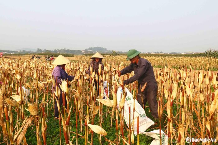 Ông Lê Văn Lương (52 tuổi) ở xóm Dương Tâm, xã Xuân Dương đang thu hoạch ngô trên bãi cho biết: Vụ ngô này gia đình ông trồng 6 sào với các giống NK6275, 8282. Khi ngô trổ bắp đã bán 3 sào cho Công ty Sữa TH được 5 triệu đồng, còn 3 sào để thu hoạch phục vụ chăn nuôi. Vụ ngô năm nay được mùa hơn vụ Đông Xuân năm trước. Với 3 sào ngô già, tôi dự kiến thu hoạch được khoảng 8 - 9 tạ ngô hạt khô. Ảnh: Huy Thư