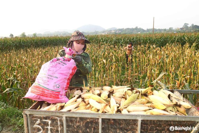 Ngày thu hoạch ngô, bà con nông dân huy động tối đa nhân lực tự có cùng với các phương tiện như xe trâu, xe kéo, công nông, ô tô, máy cày để vận chuyển ngô bông, ngô cây về nhà. Ảnh: Huy Thư