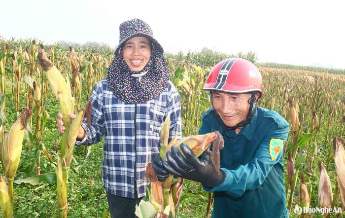 Chị Lê Thị Khánh (49 tuổi), người dân cùng xóm chia sẻ: Vụ ngô này nhà chị gieo trồng 2 sào giống NK 6275, nhờ chăm sóc tốt, cây cao, bông to, dự kiến đạt 3,5 tạ hạt khô/sào. Theo chị Khánh, chi phí trồng 3 sào ngô hết hơn 1,5 triệu đồng, gồm tiền mua giống, phân đạm, tiền thuê dập đất, trỉa...., trừ chi phí cũng có thu nhập. Ảnh: Huy Thư