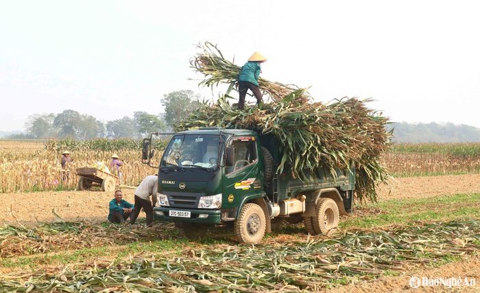 Nhiều dịch vụ gắn liền với mùa thu hoạch ngô bãi hoạt động nhộn nhịp như vận chuyển ngô, bóc tách hạt ngô hạt, dập ruộng... Ảnh: Huy Thư 