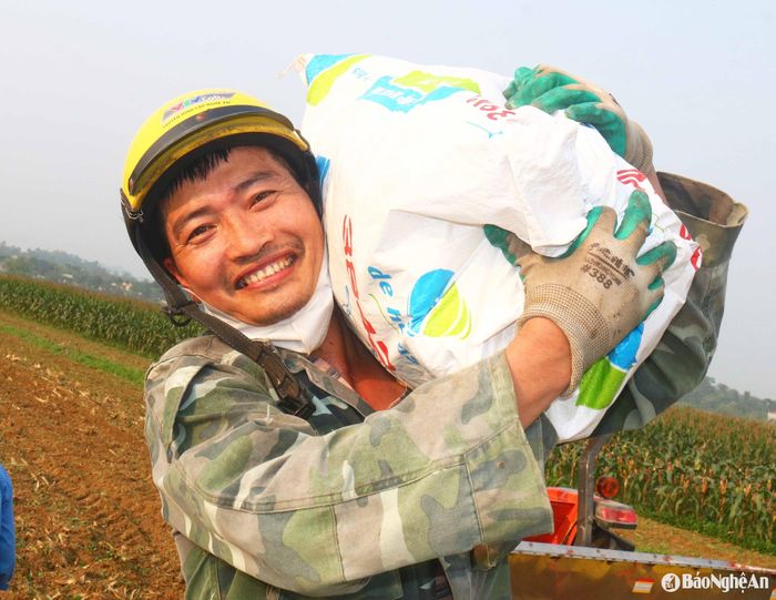 Ngô bãi được mùa, bà con nông dân trồng ngô ở các xã ven sông Lam, sông Giăng... phấn khởi. Trong ảnh: Người dân xóm Dương Trung, xã Xuân Dương (Thanh Chương) vận chuyển ngô bông sau khi thu hoạch. Ảnh: Huy Thư