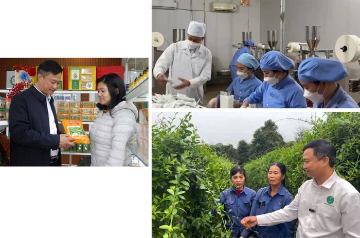 Anh Phan Xuân Diện, nguyên Phó trưởng Phòng Nông nghiệp và Phát triển nông thôn huyện Con Cuông (Nghệ An) xin nghỉ việc ở cơ quan nhà nước để ra ngoài trồng trọt, phát triển cây dược liệu, chế biến các sản phẩm từ dược liệu, bước đầu thành công với lựa chọn của bản thân.