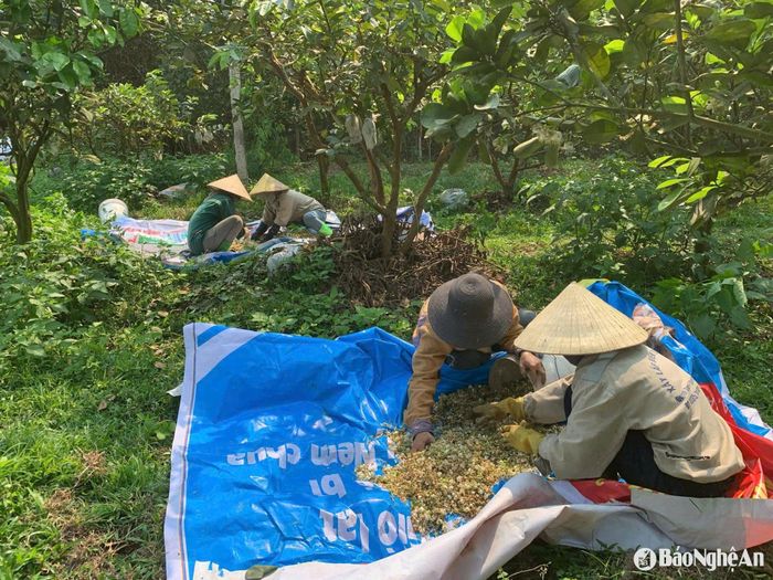 Thu hoạch hoa bưởi ở trang trại ông Đàm Duy Từ (xã Quỳnh Tam, Quỳnh Lưu). Ảnh: T.P