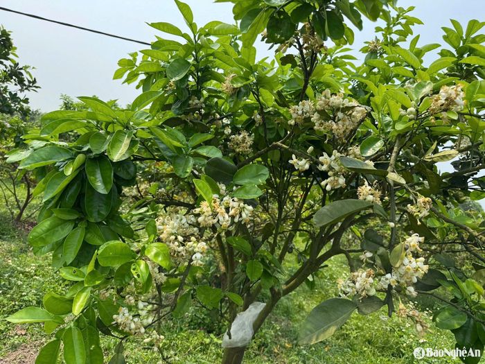 Năm nay, bưởi sai hoa, mỗi cây có hàng nghìn bông hoa nhưng nhà vườn chỉ chọn lọc 100 bông hoa để thụ phấn, đậu quả. Ảnh: T.P