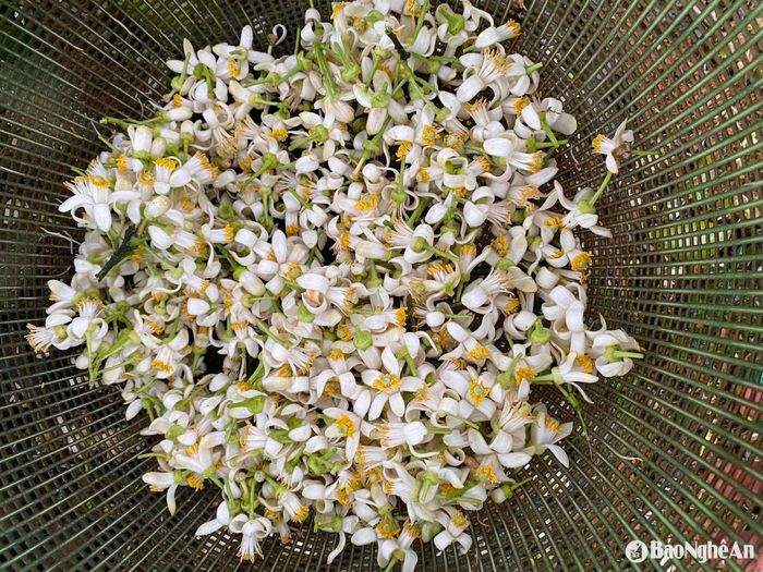Hiện, 1kg hoa bưởi có giá từ 35.000-40.000 đồng/kg. Ảnh: T.P